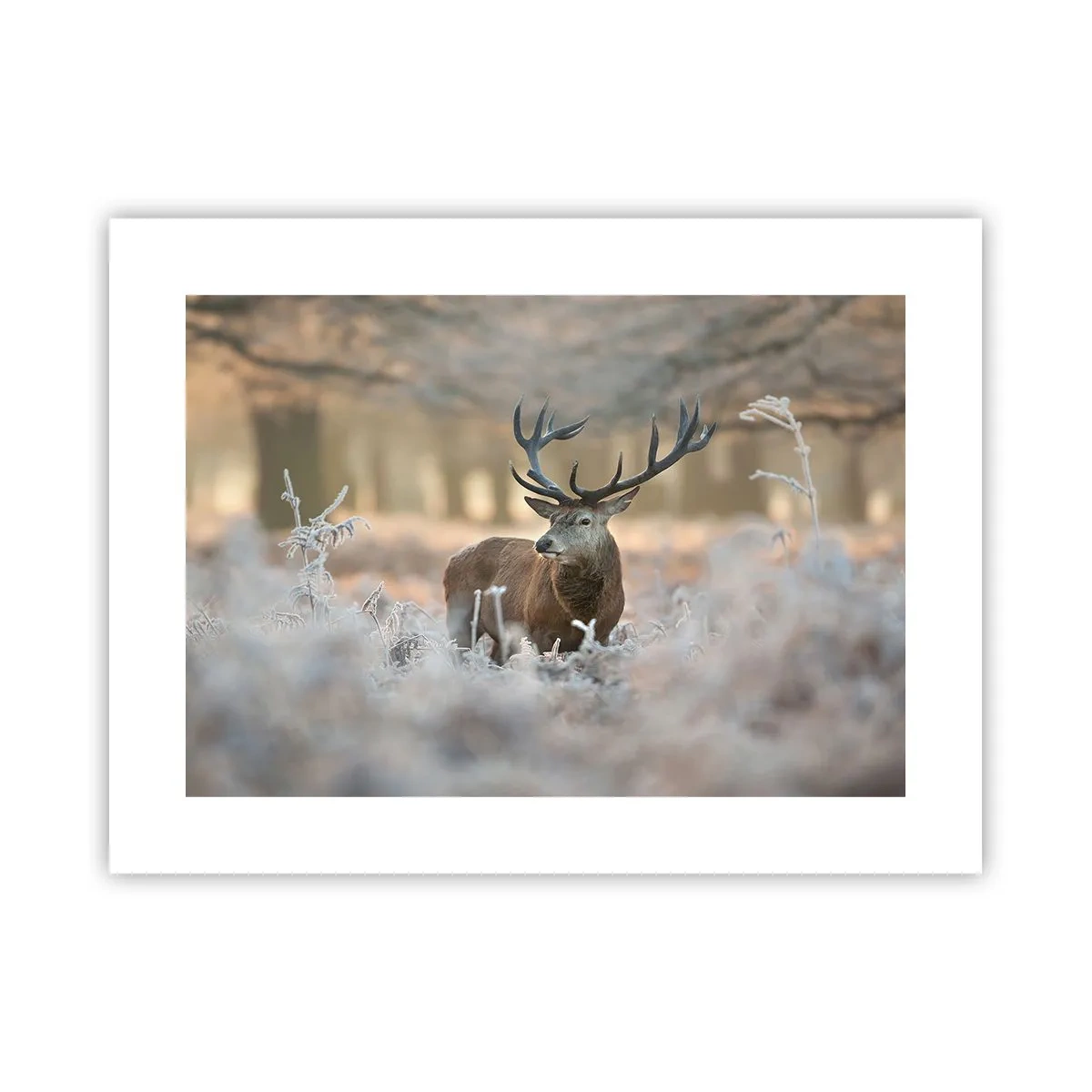 Poster - Een frisse ochtend - 40x30 cm