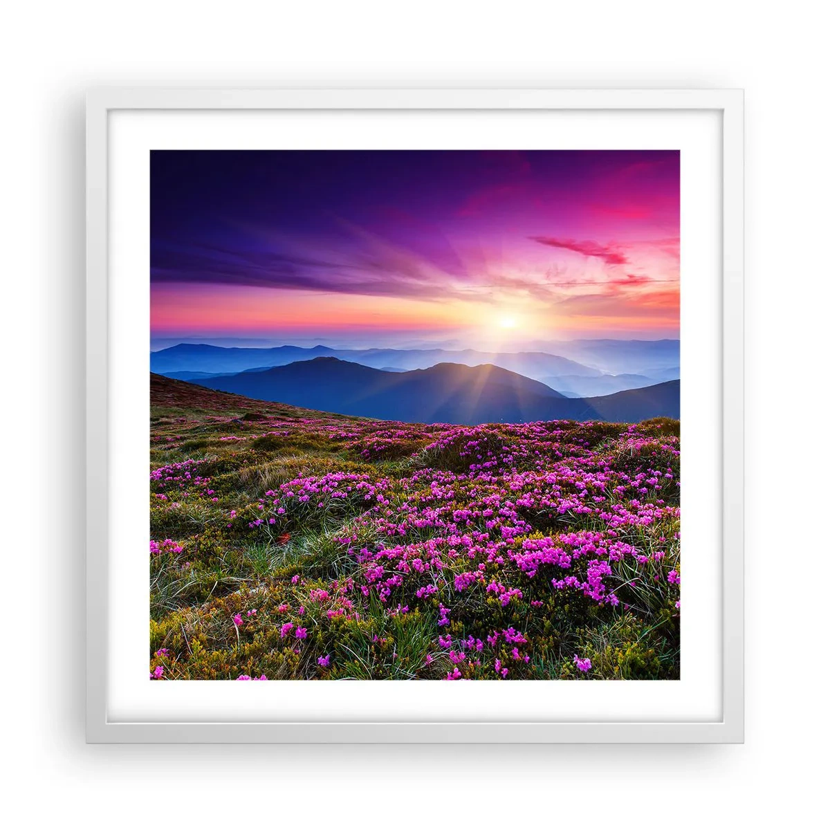 Poster in een witte lijst - Kruiden roken naar verse trossen van de velden - 50x50 cm