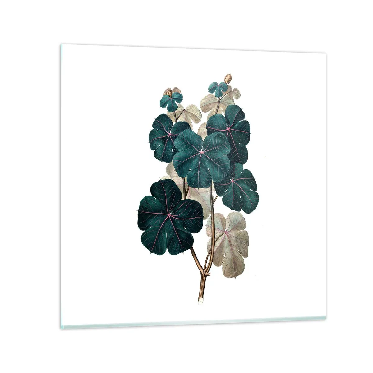 Schilderen op glas - Uit het oude herbarium - 70x70 cm