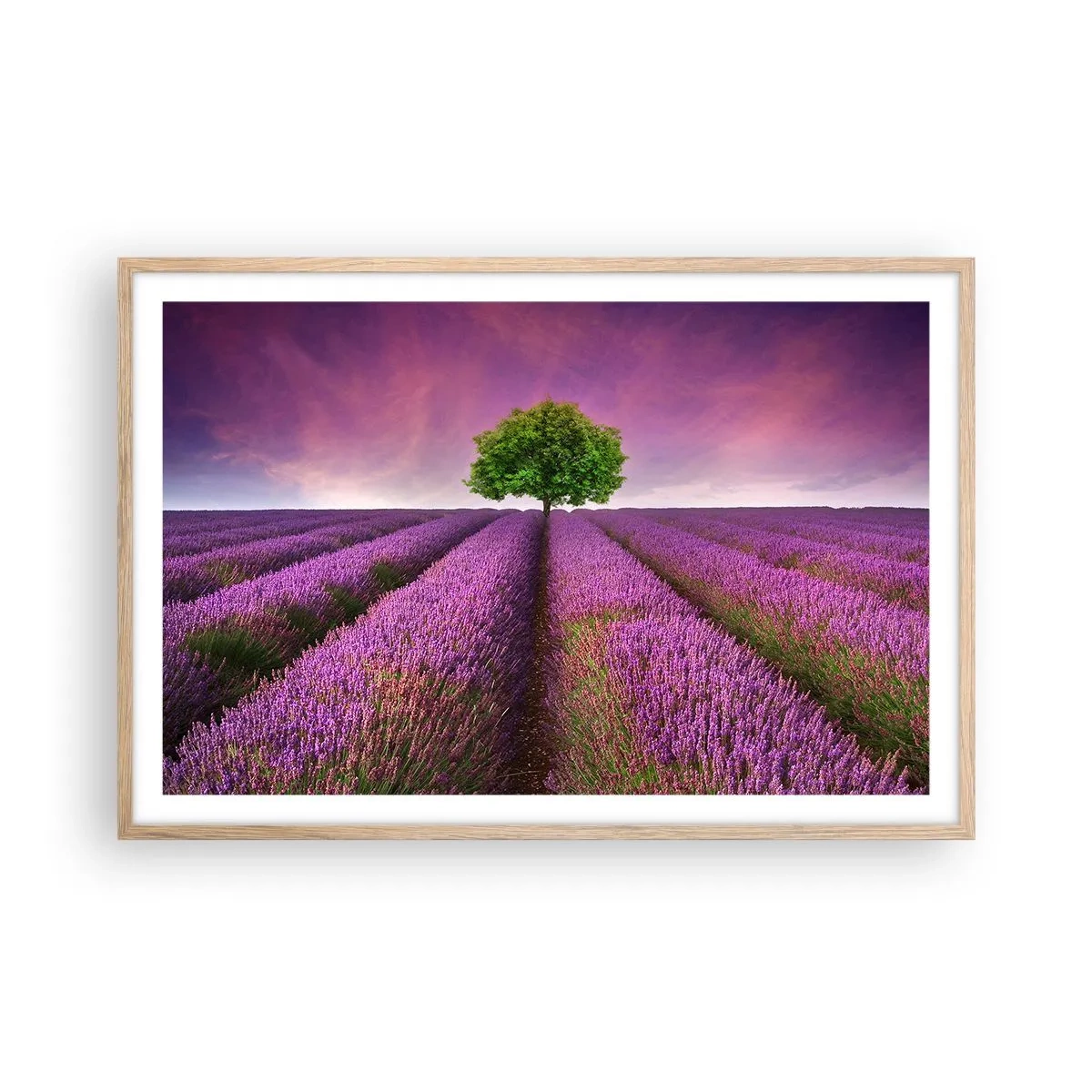 Een poster in een licht eiken lijst - Op lavendelvelden - 91x61 cm