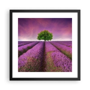 Poster in een zwarte lijst - Op lavendelvelden - 40x40 cm