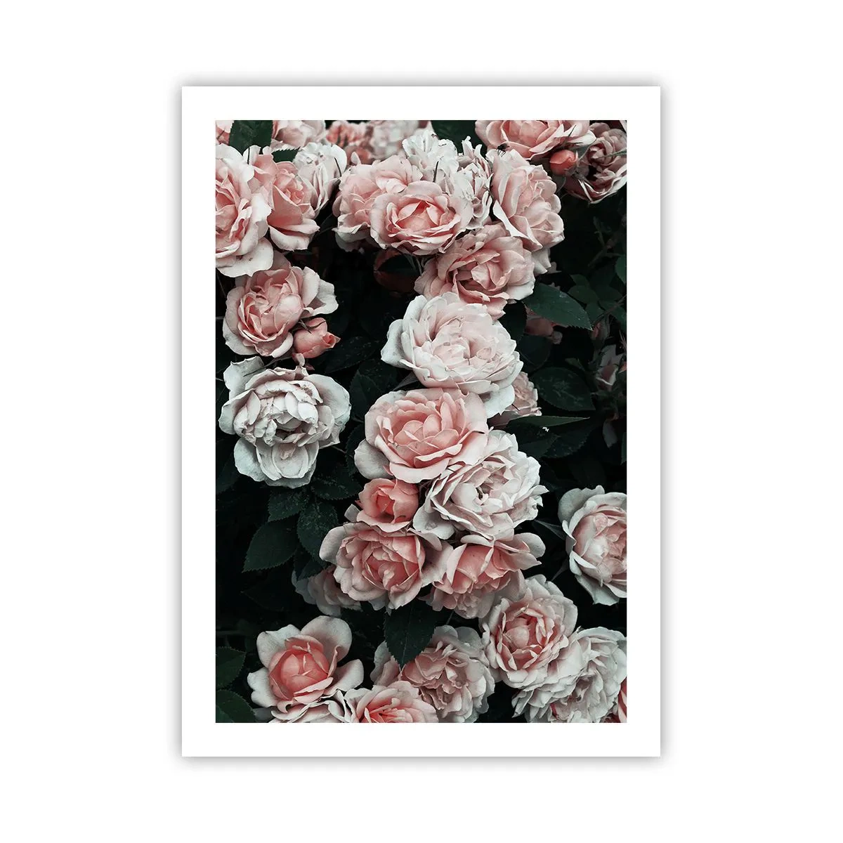 Poster - Rozen ensemble - 50x70 cm