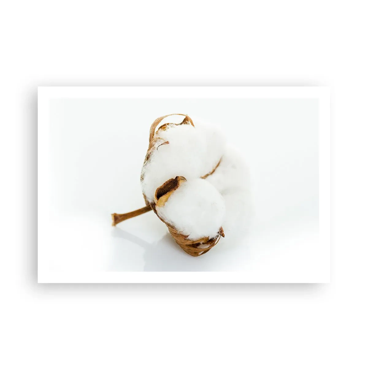 Poster - Zacht van aard - 91x61 cm