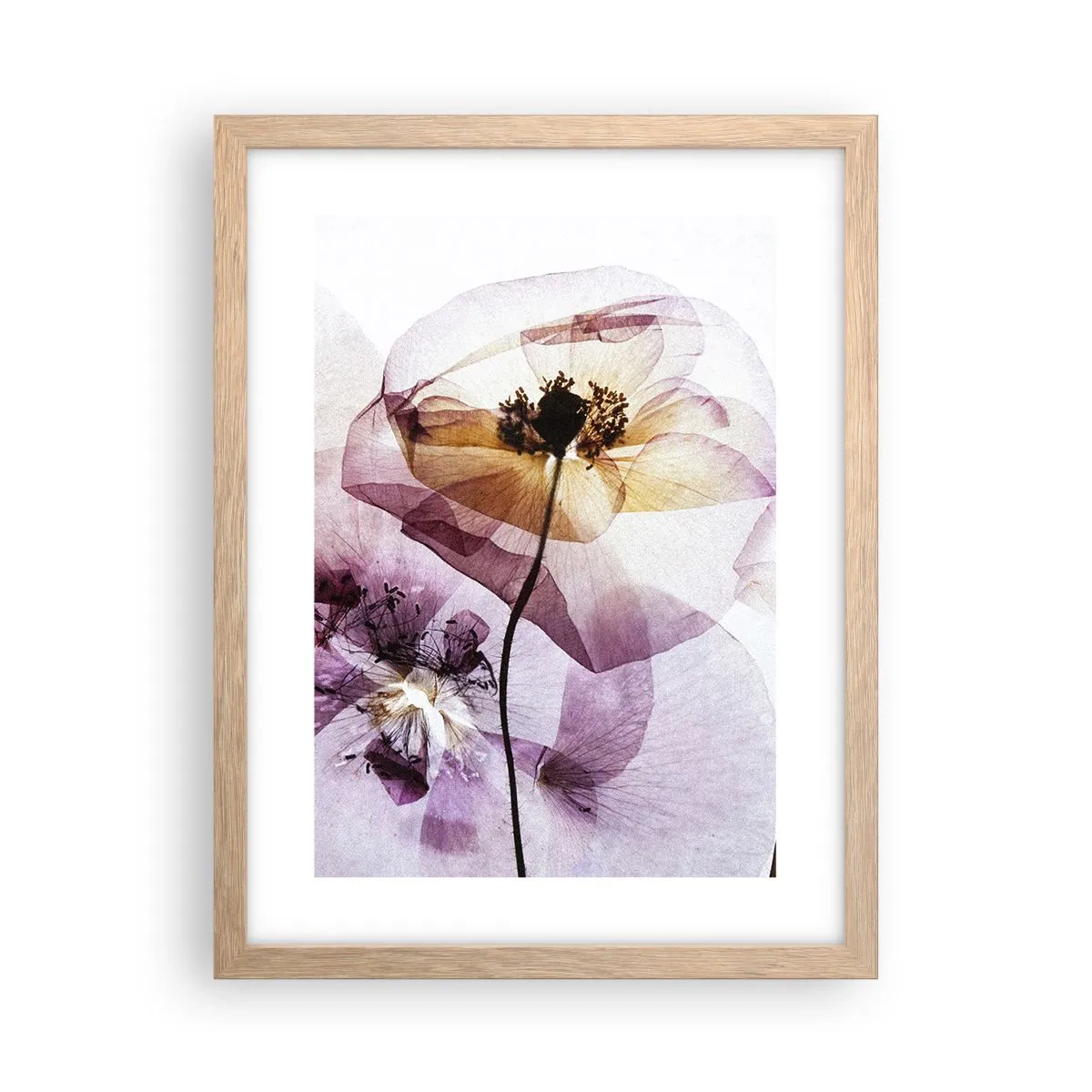 Een poster in een licht eiken lijst - Transparante lichaamsbloemen - 30x40 cm