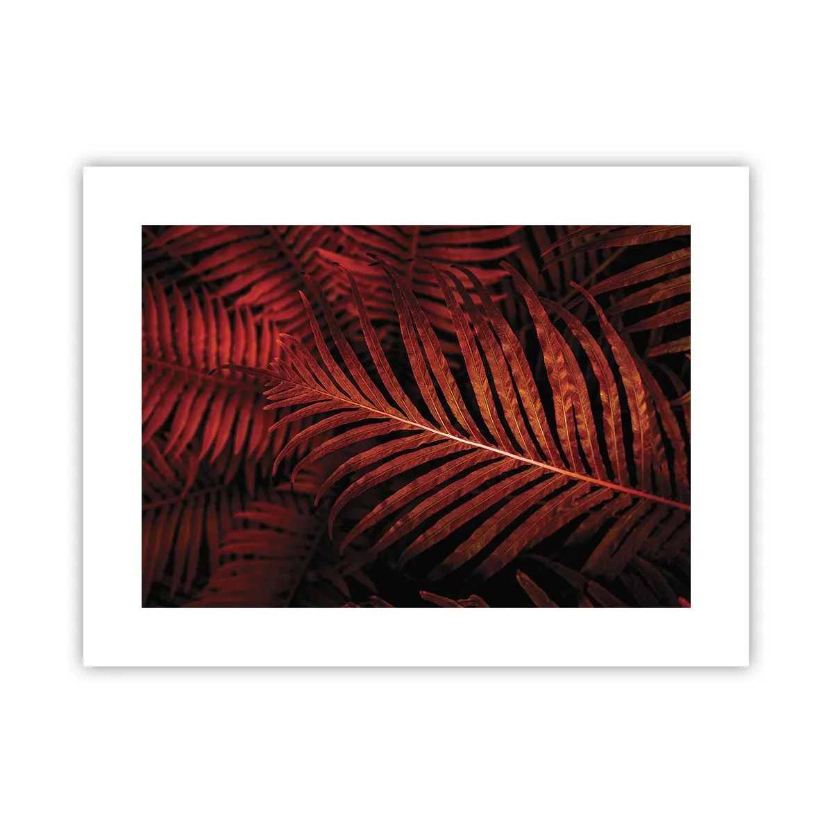 Poster - De hitte van het leven - 40x30 cm