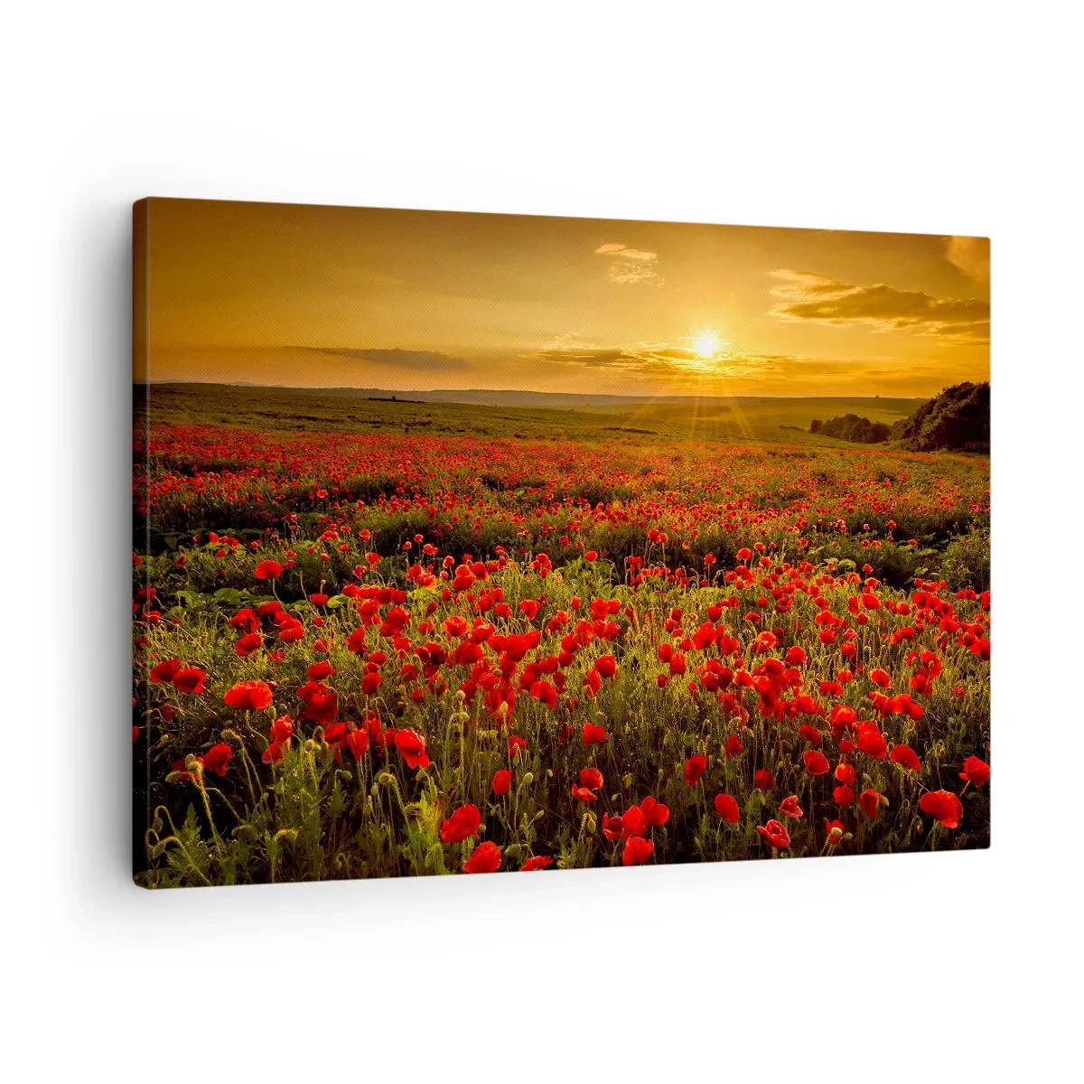 Schilderen op canvas - Een veld met rode klaprozen in de gloed van de ondergaande zon - 70x50cm - Tussen de golven van ruisende weiden, tussen de bloemen van de vloed - Moderne wanddecoratie voor woonkamer en slaapkamer ARTTOR