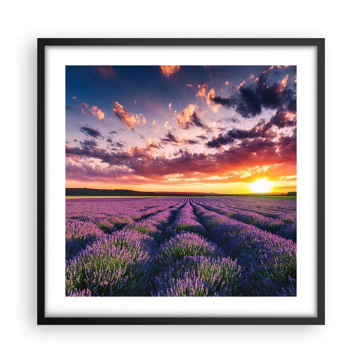 Poster in een zwarte lijst - Lavendel wereld - 50x50 cm