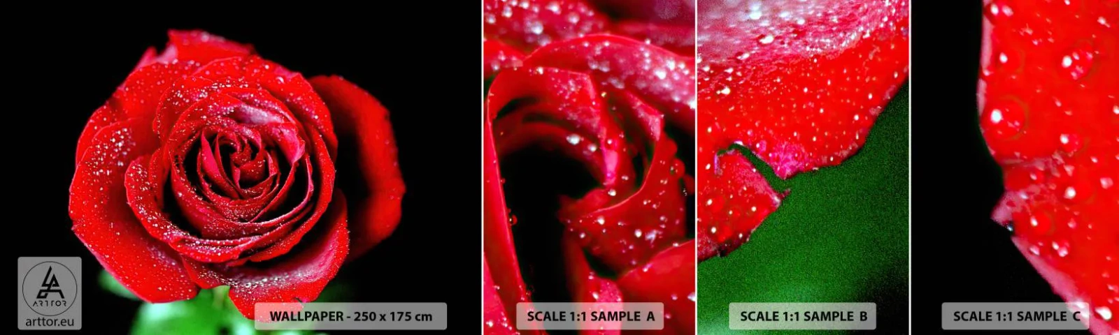 Fotobehang Staaltje Standard Eco - Dit is liefde - Bloemen, Rode roos, Rozenblaadjes - 100x30 cm