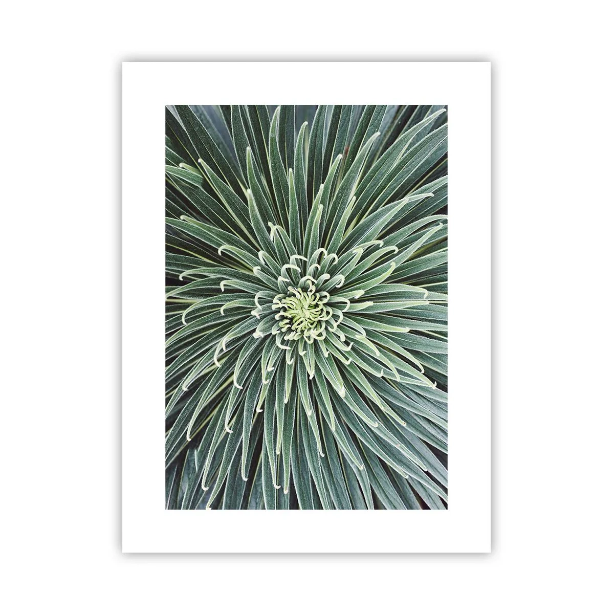 Poster - Een ster is geboren - 30x40 cm