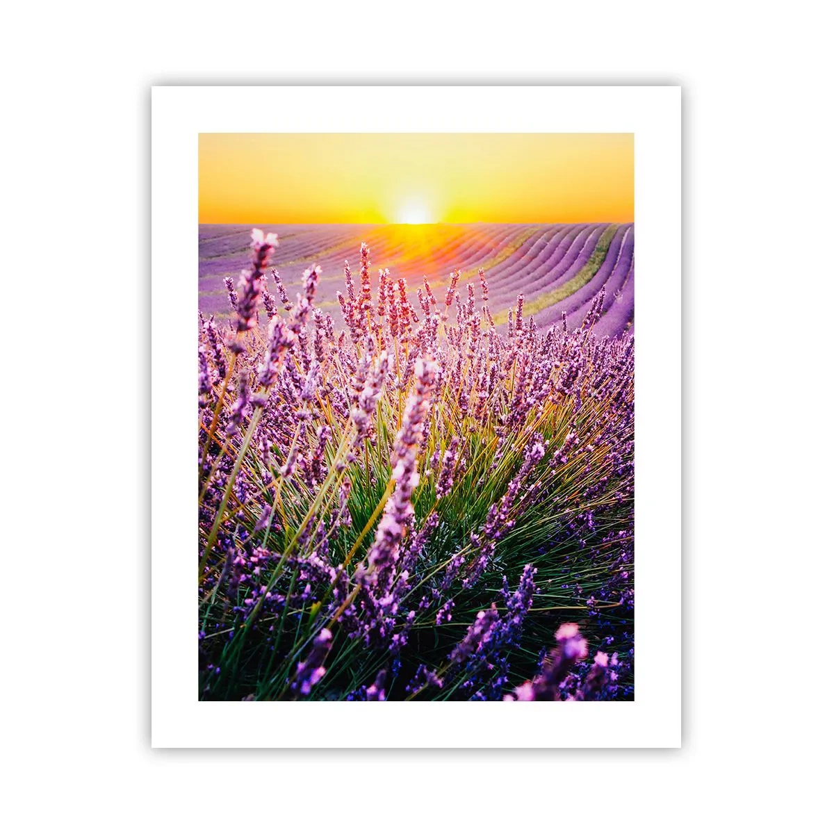 Poster - Geurige korenvelden - 40x50 cm