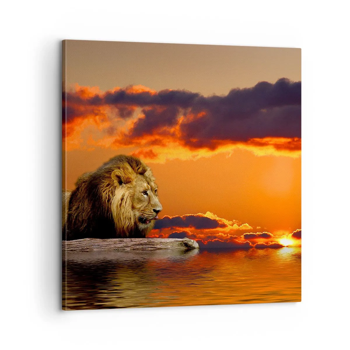 Schilderen op canvas - Koning van de natuur - 60x60 cm