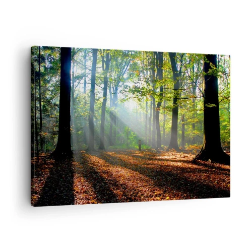Schilderen op canvas - Een bosopen plek verlicht door de zonnestralen - 70x50cm - Lichten en schaduwen - Moderne wanddecoratie voor woonkamer en slaapkamer ARTTOR
