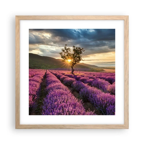 Een poster in een licht eiken lijst - Lila gekleurd aroma - 40x40 cm