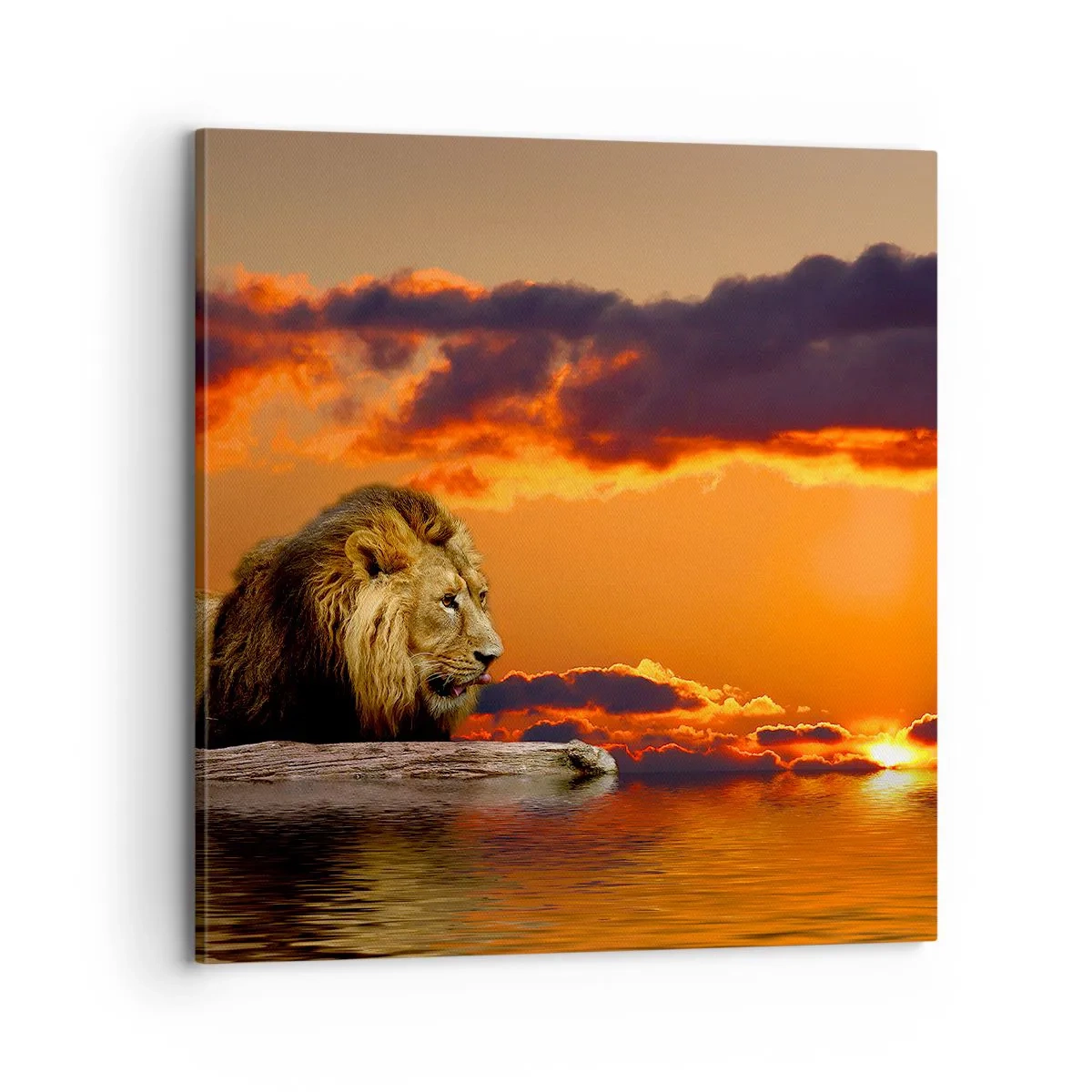 Schilderen op canvas - Koning van de natuur - 70x70 cm