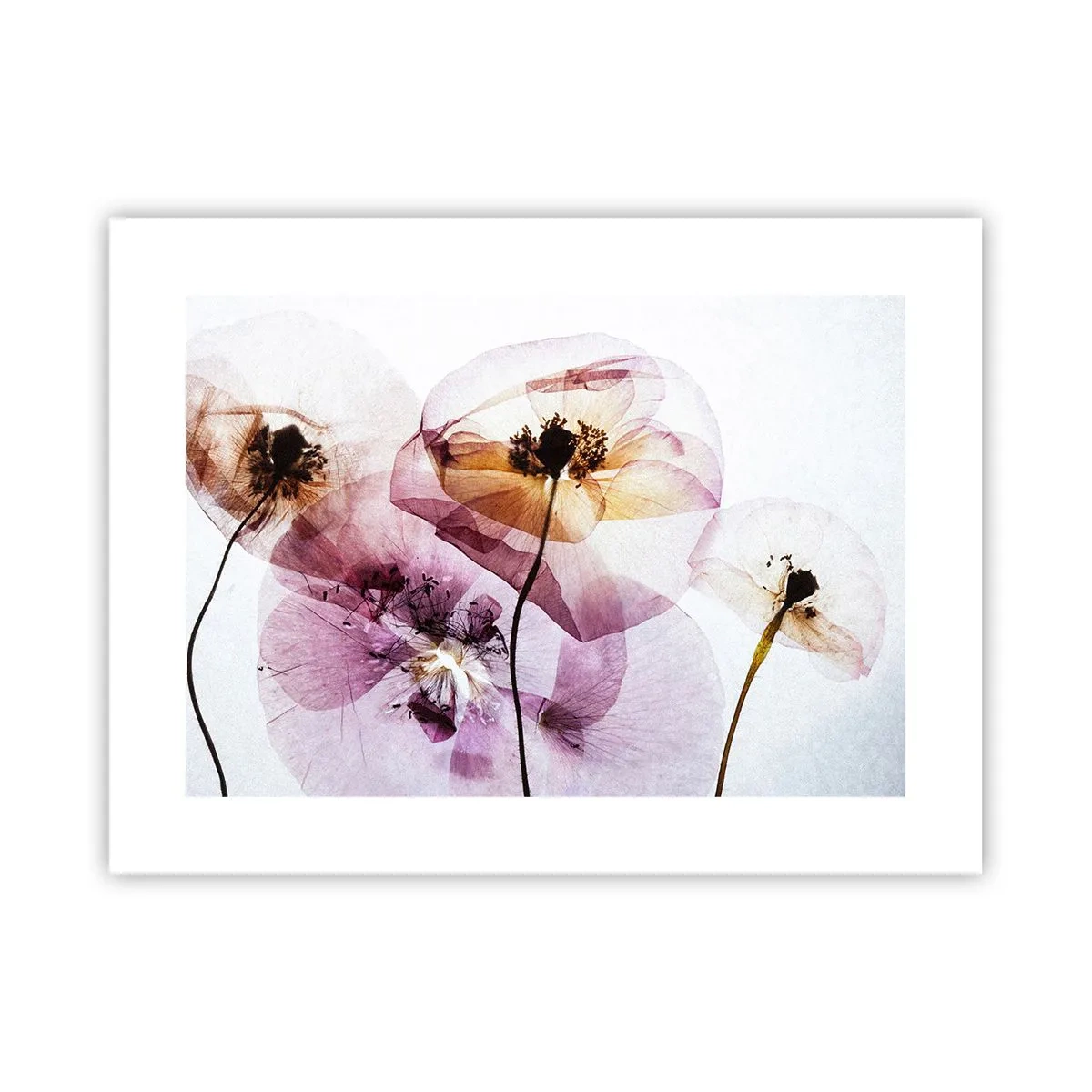 Poster - Transparante lichaamsbloemen - 40x30 cm