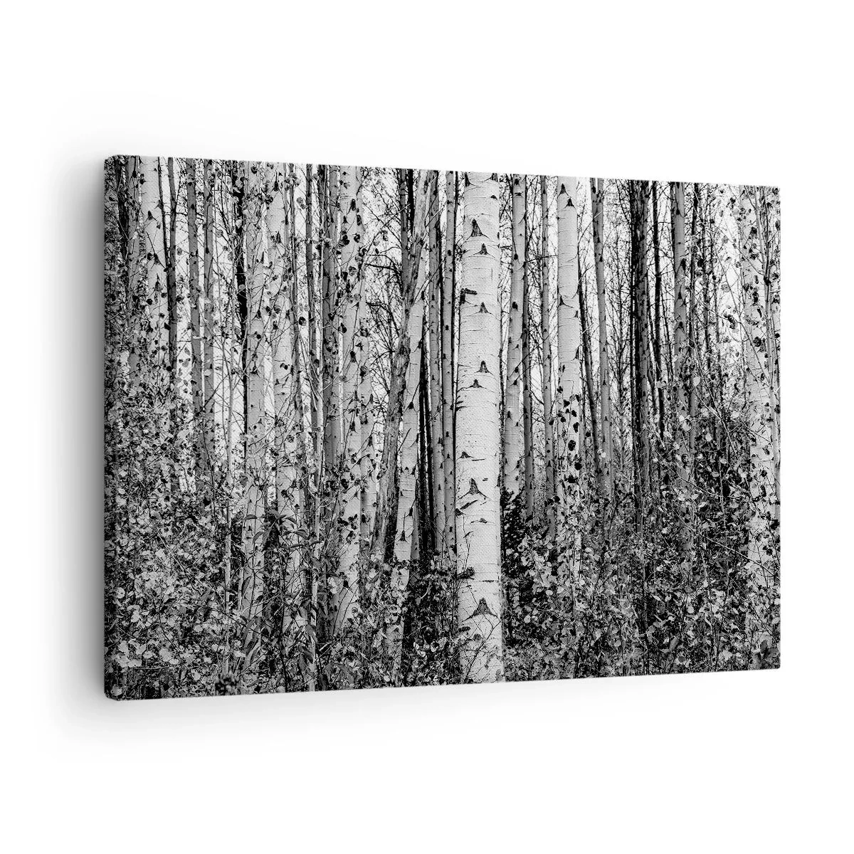 Schilderen op canvas - Zwart-witte berkenbomen in het bos - 70x50cm - Berken colonnade - Moderne wanddecoratie voor woonkamer en slaapkamer ARTTOR