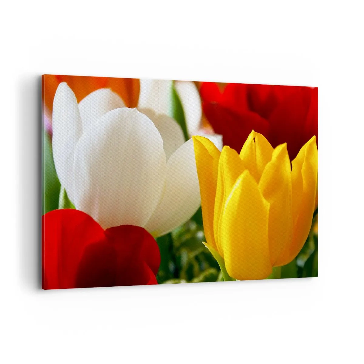 Schilderen op canvas - Tulpenkoorts - 100x70 cm