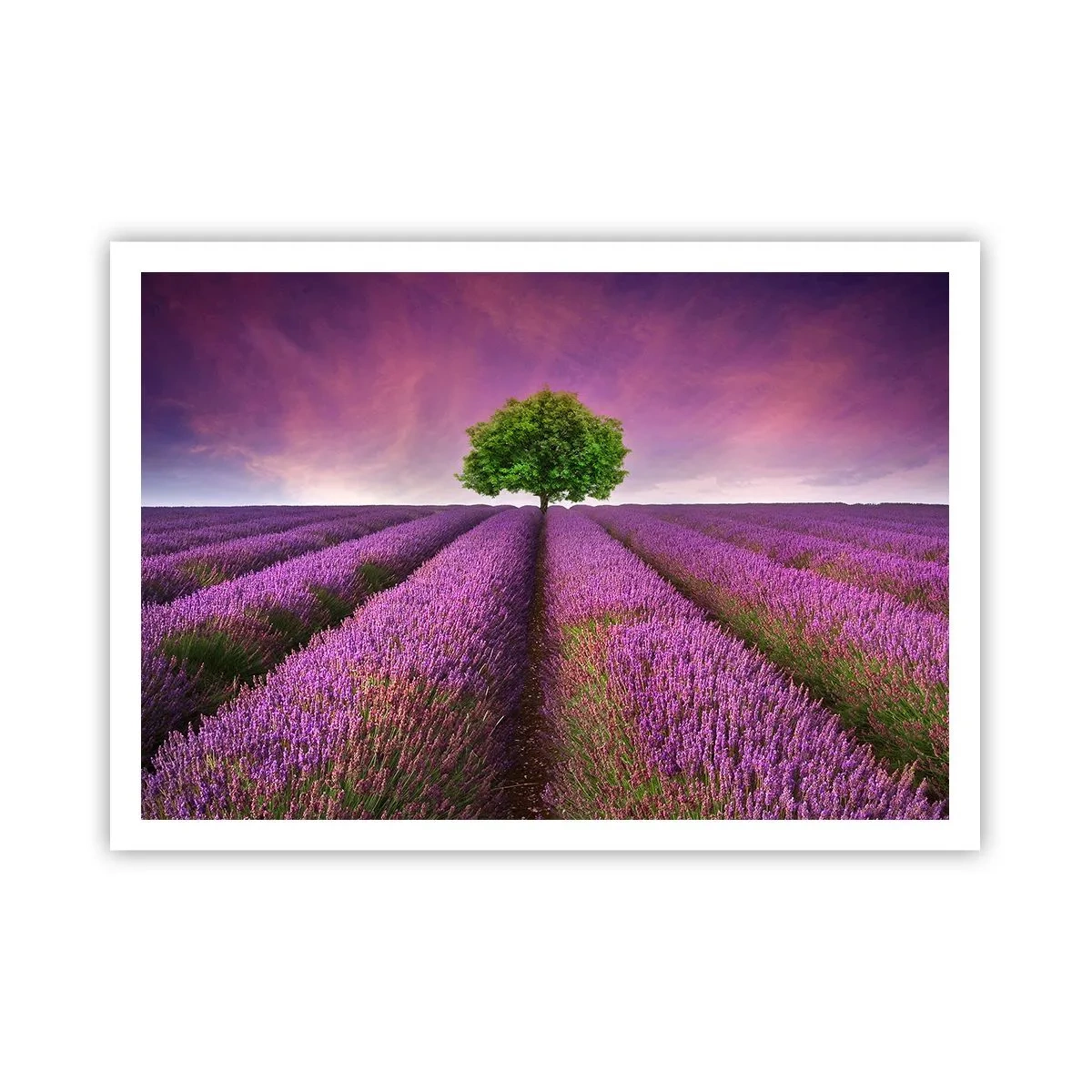 Poster - Op lavendelvelden - 100x70 cm