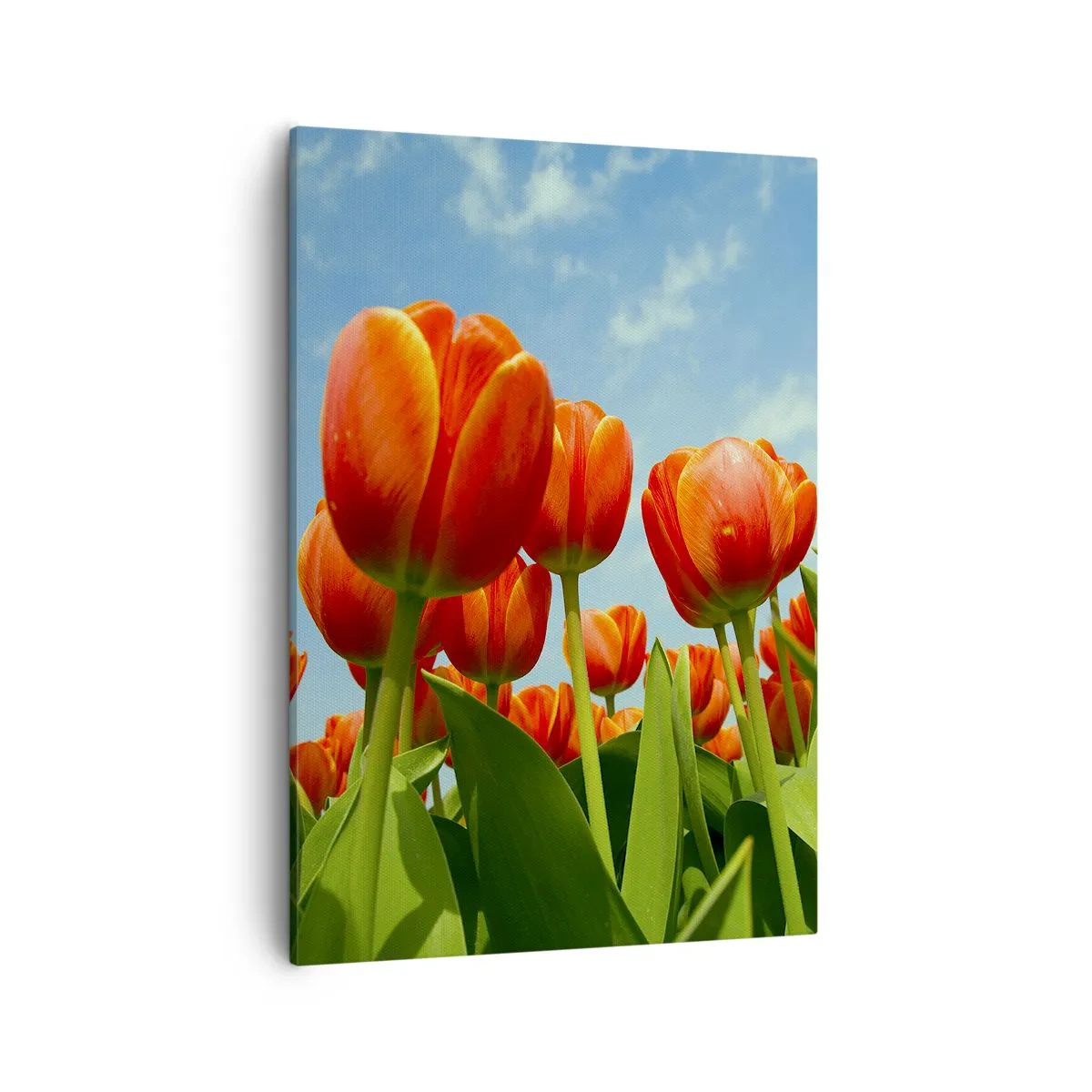 Schilderen op canvas - Afgezien van de blauwe lucht hebben ze niets nodig in hun leven - 50x70 cm