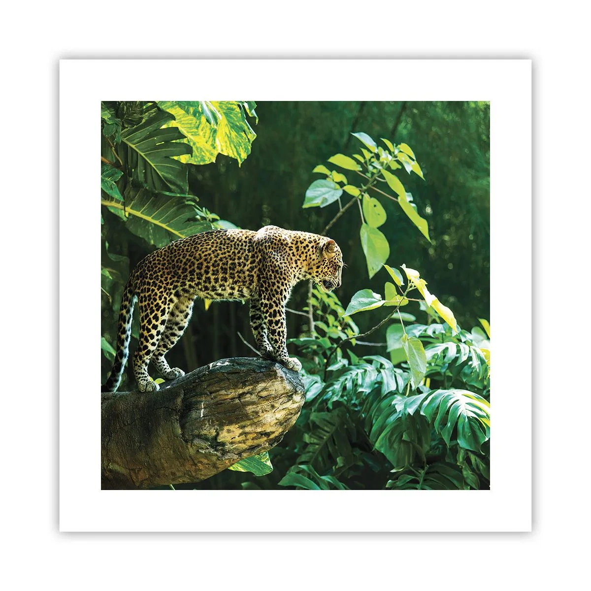 Poster - Op jacht? - 40x40 cm