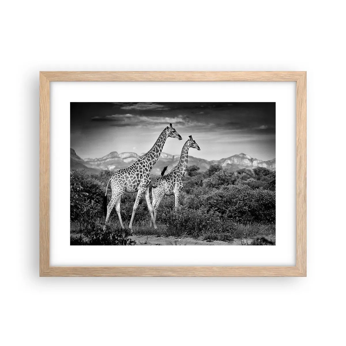 Een poster in een licht eiken lijst - Hoge sferen in Afrika - 40x30 cm