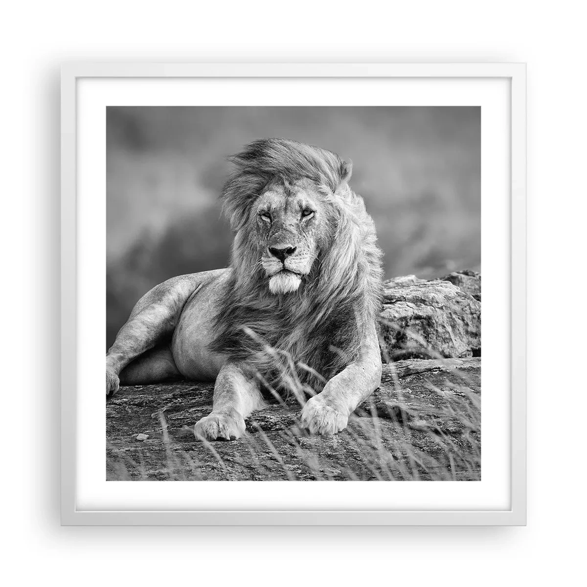 Poster in een witte lijst - Koninklijke siësta - 50x50 cm