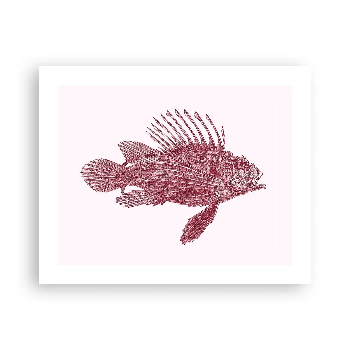 Poster - Inwoner van exotische wateren - 50x40 cm