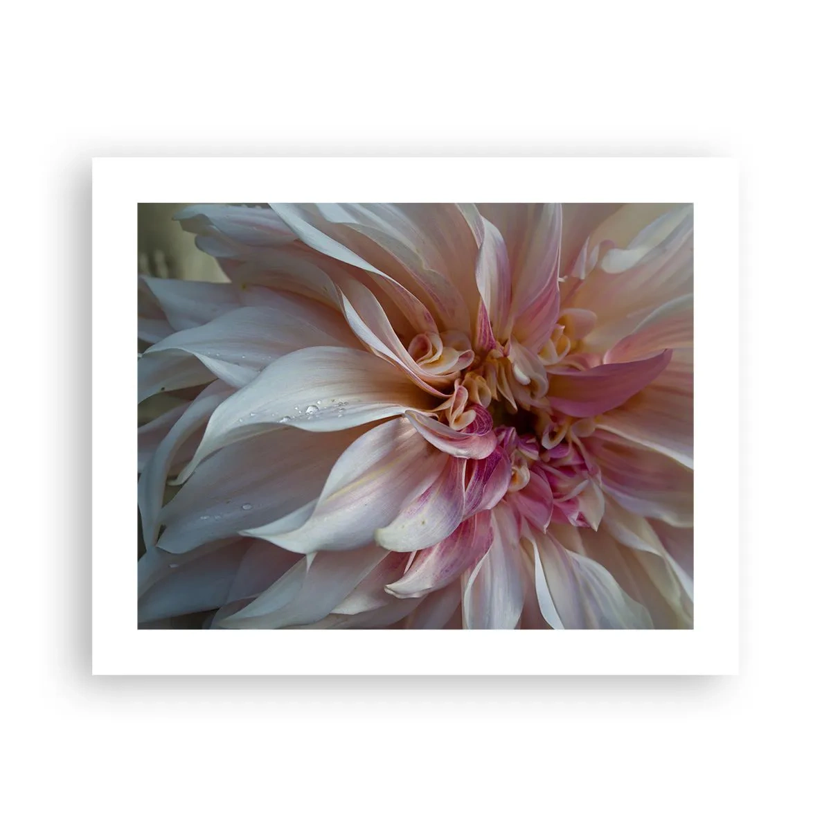 Poster - Bloeiende frisheid - 50x40 cm