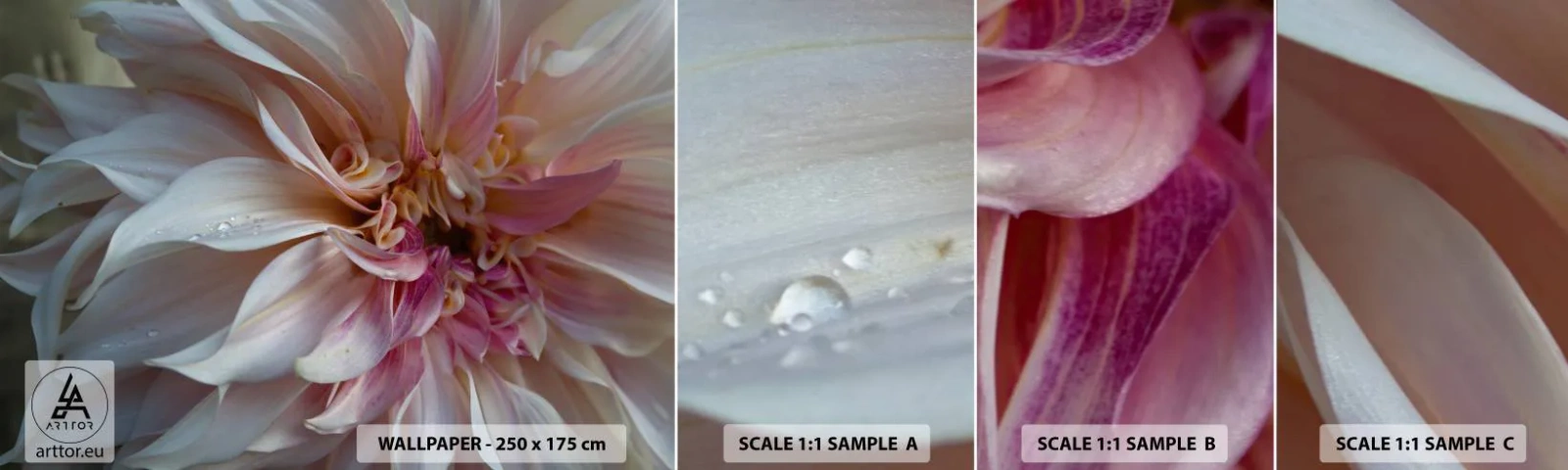 Fotobehang Staaltje Standard Eco - Bloeiende frisheid - Bloem, Dahlia, Plant - 100x30 cm