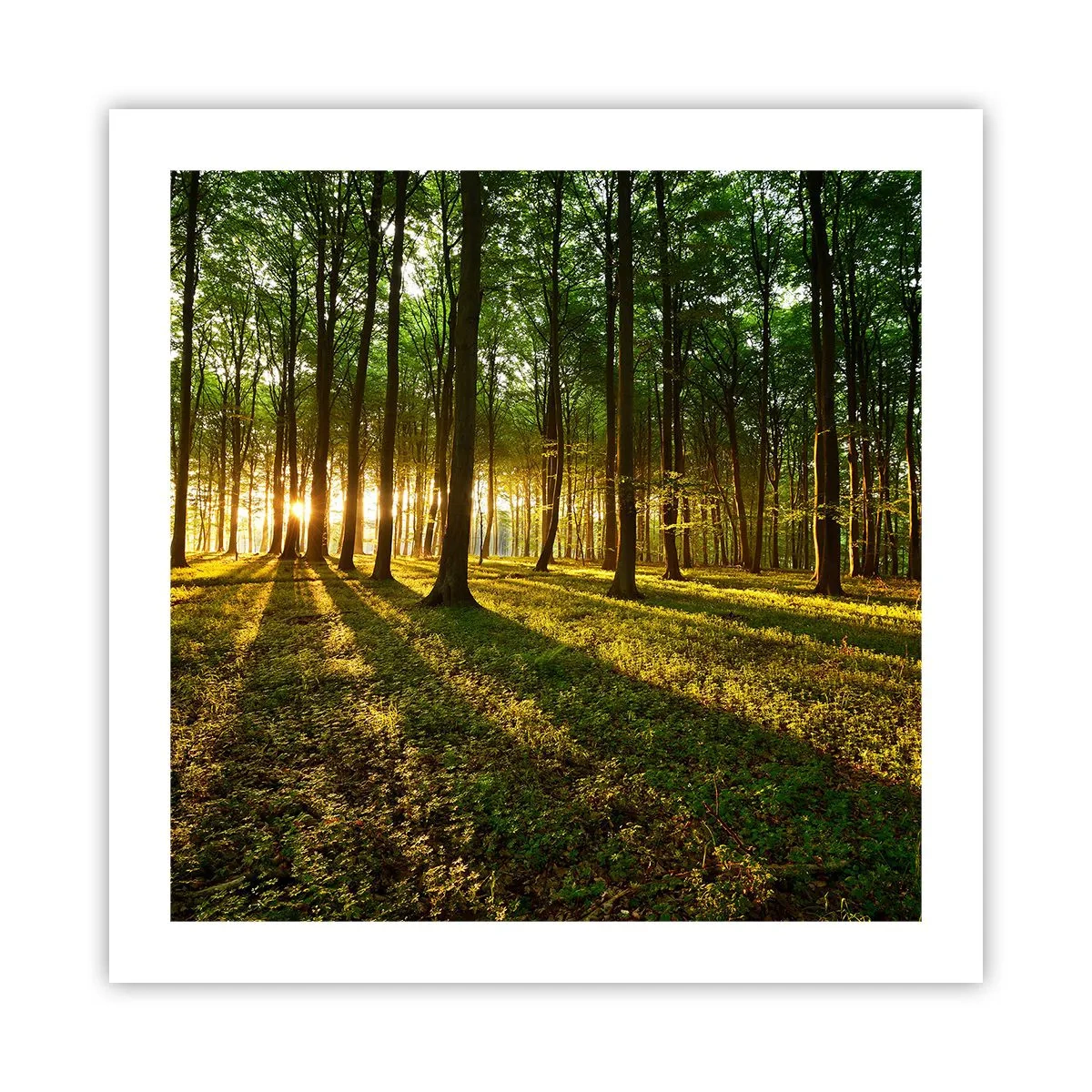 Poster - Foto van de hele lente - 50x50 cm