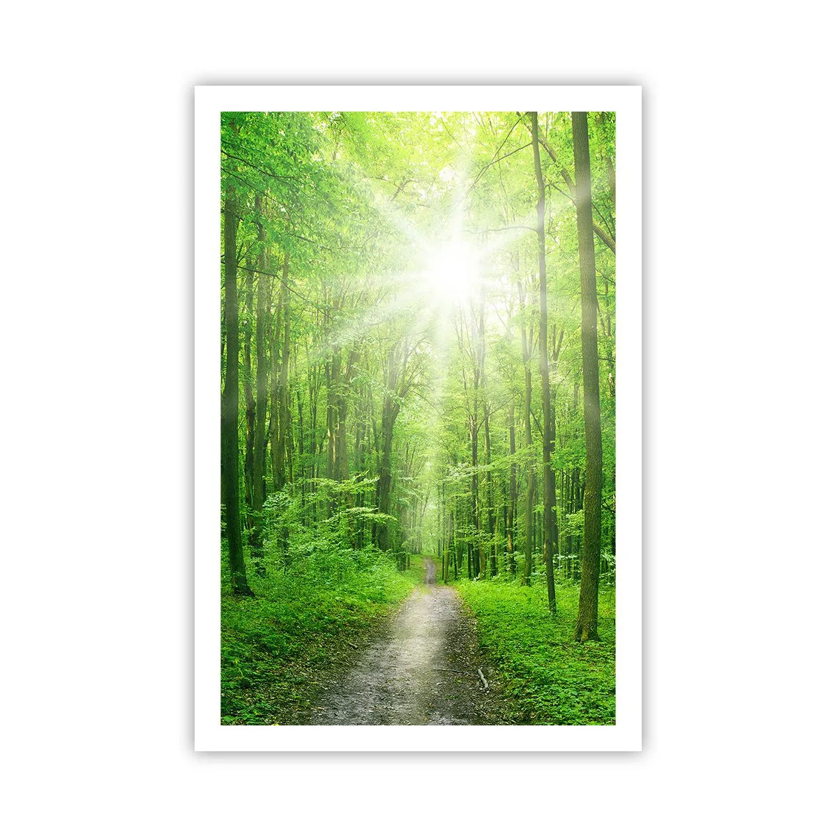 Poster - De groene kathedraal - 61x91 cm