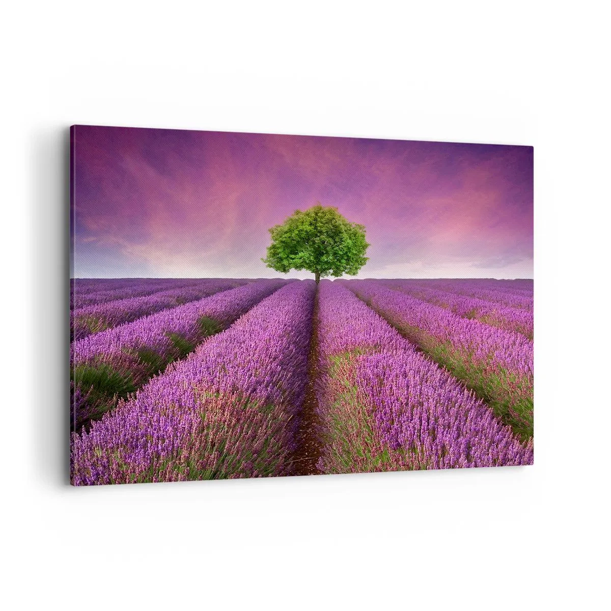 Schilderen op canvas - Op lavendelvelden - 100x70 cm