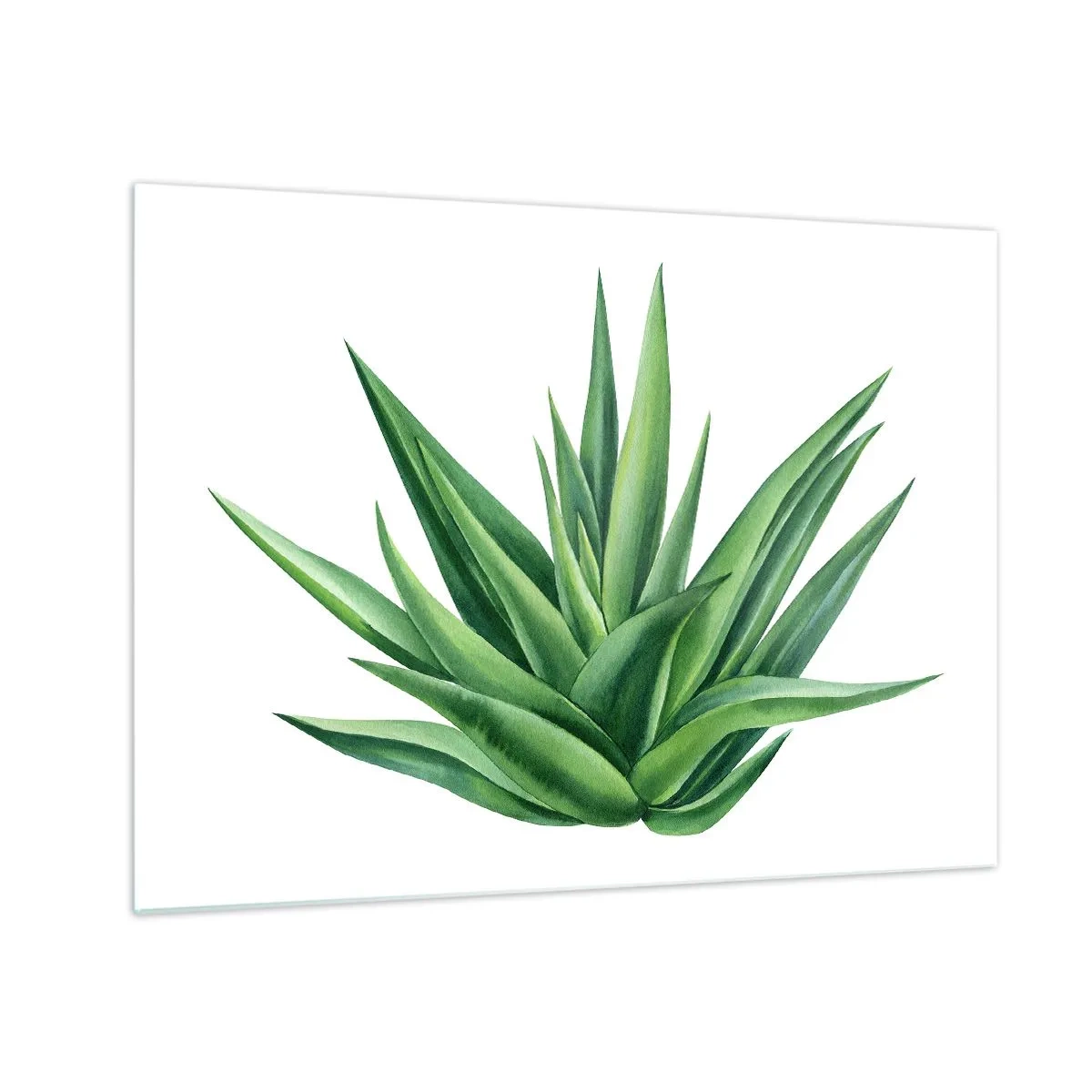 Schilderen op glas - Een groene plant met vlezige bladeren op een witte achtergrond - 70x50cm - Groen – kracht – leven - Moderne wanddecoratie voor woonkamer en slaapkamer ARTTOR
