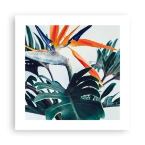 Poster - Vogelstruik - 40x40 cm