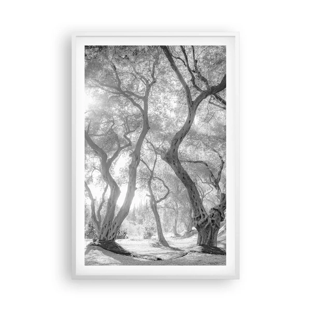 Poster in een witte lijst - In de olijfboomgaard - 61x91 cm