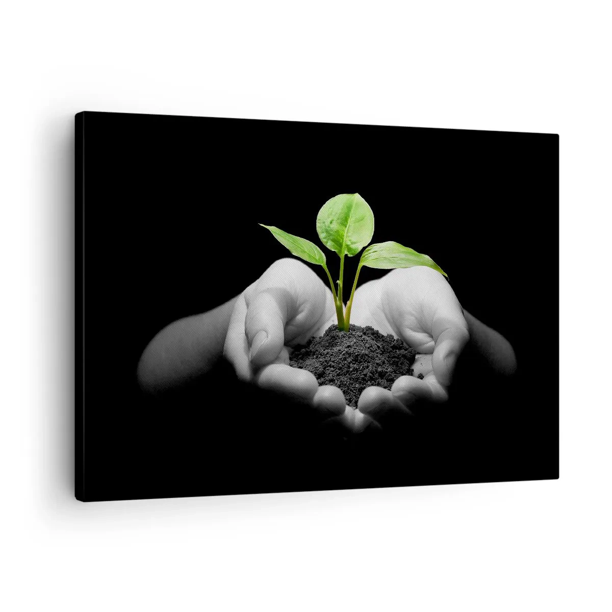 Schilderen op canvas - Handen die een groene plant vasthouden op een zwarte achtergrond - 70x50cm - Ik hou van de natuur, ik bescherm haar - Moderne wanddecoratie voor woonkamer en slaapkamer ARTTOR