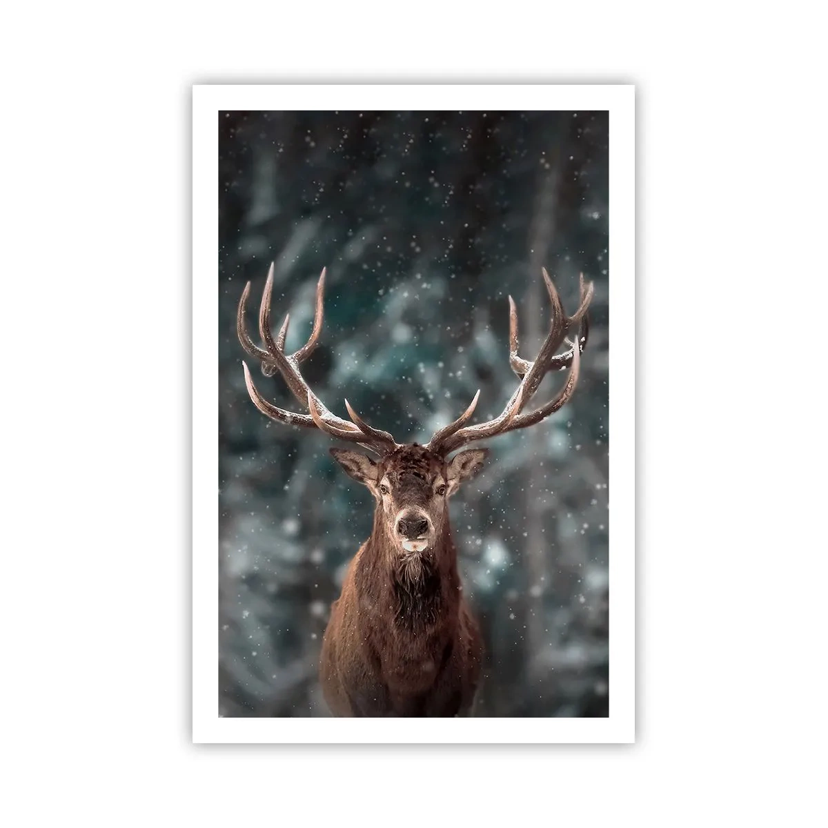 Poster - Gekroond tot koning van het bos - 61x91 cm