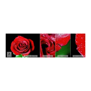 Fotobehang Monster Premium Sand - Dit is liefde - Bloemen, Rode roos, Rozenblaadjes - 100x30 cm