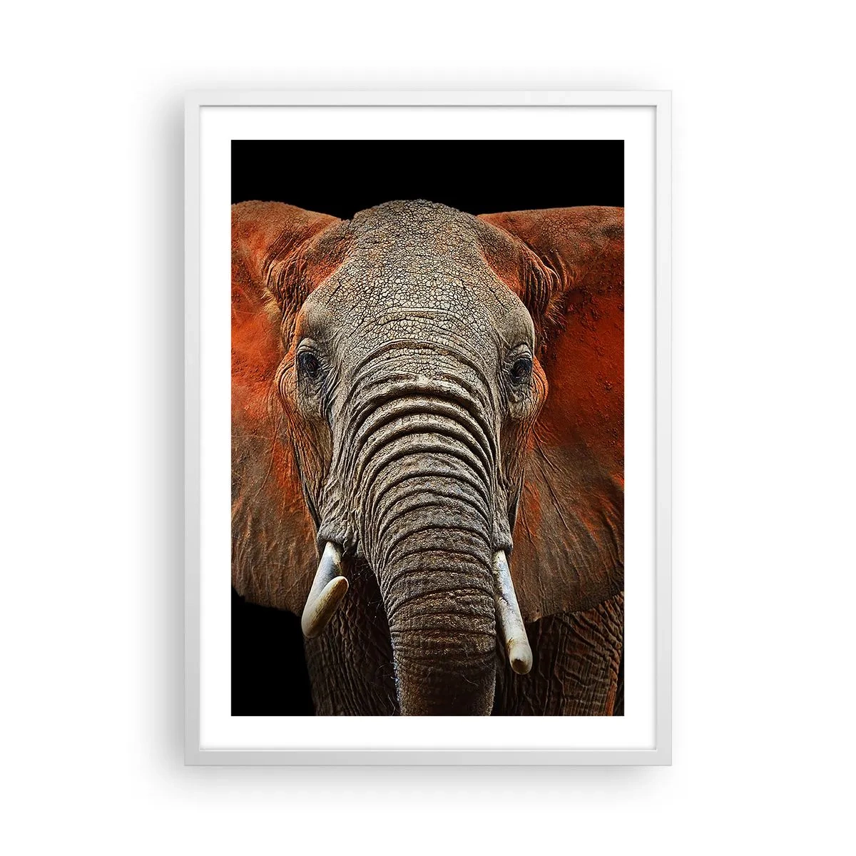 Poster in een witte lijst - Ik ben wild, en jij? - 50x70 cm