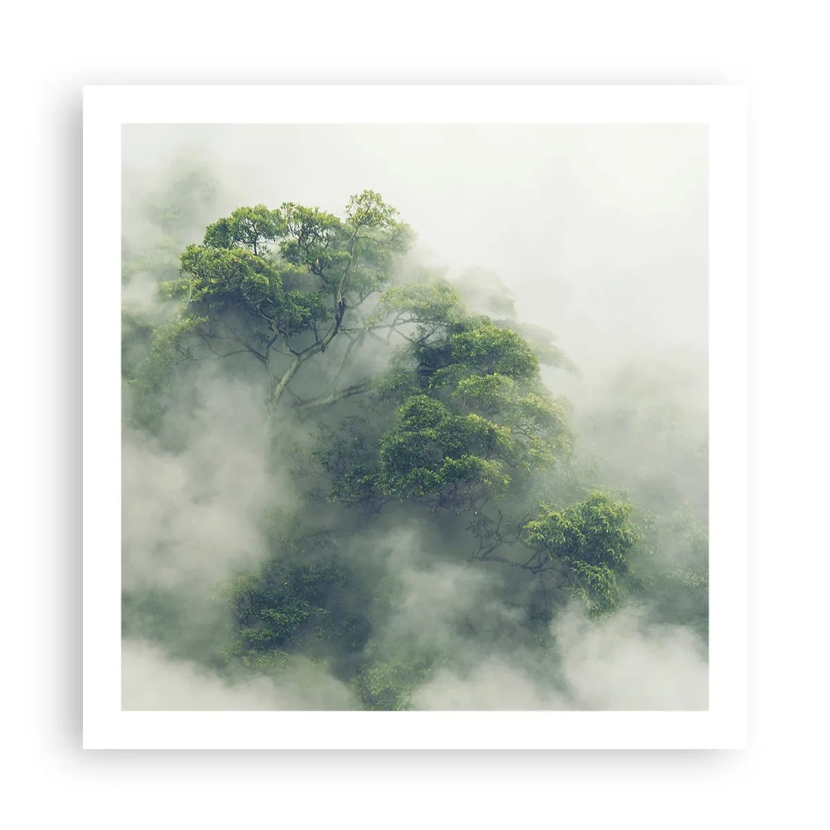 Poster - In mist gehuld - 60x60 cm