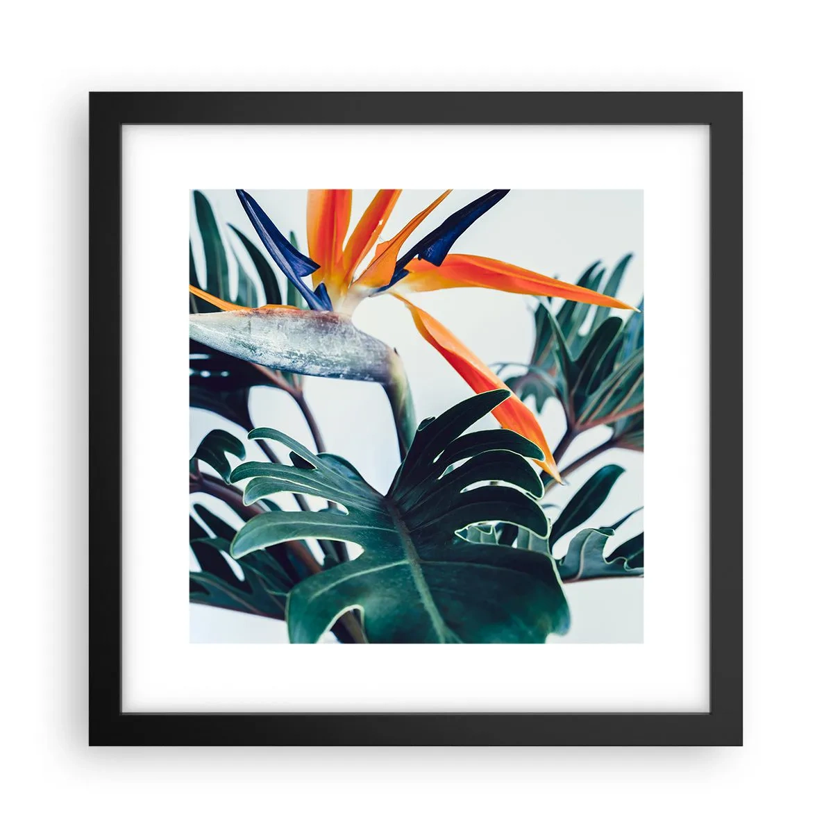 Poster in een zwarte lijst - Vogelstruik - 30x30 cm
