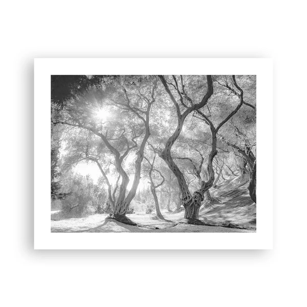 Poster - In de olijfboomgaard - 50x40 cm