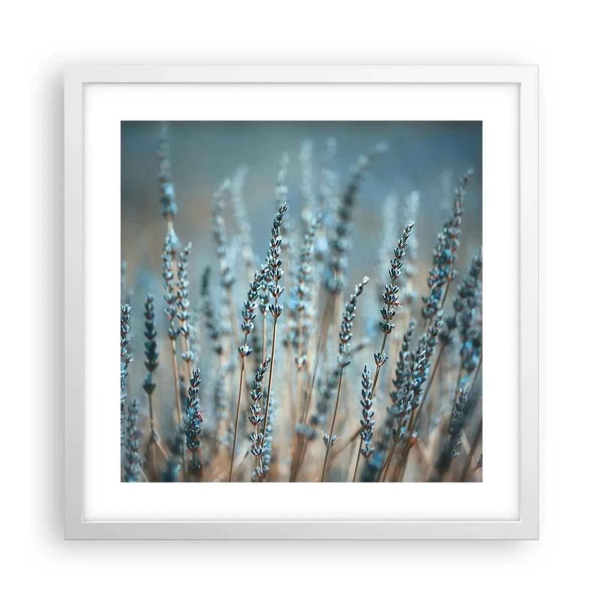 Poster in een witte lijst - Geurig korenveld - 40x40 cm