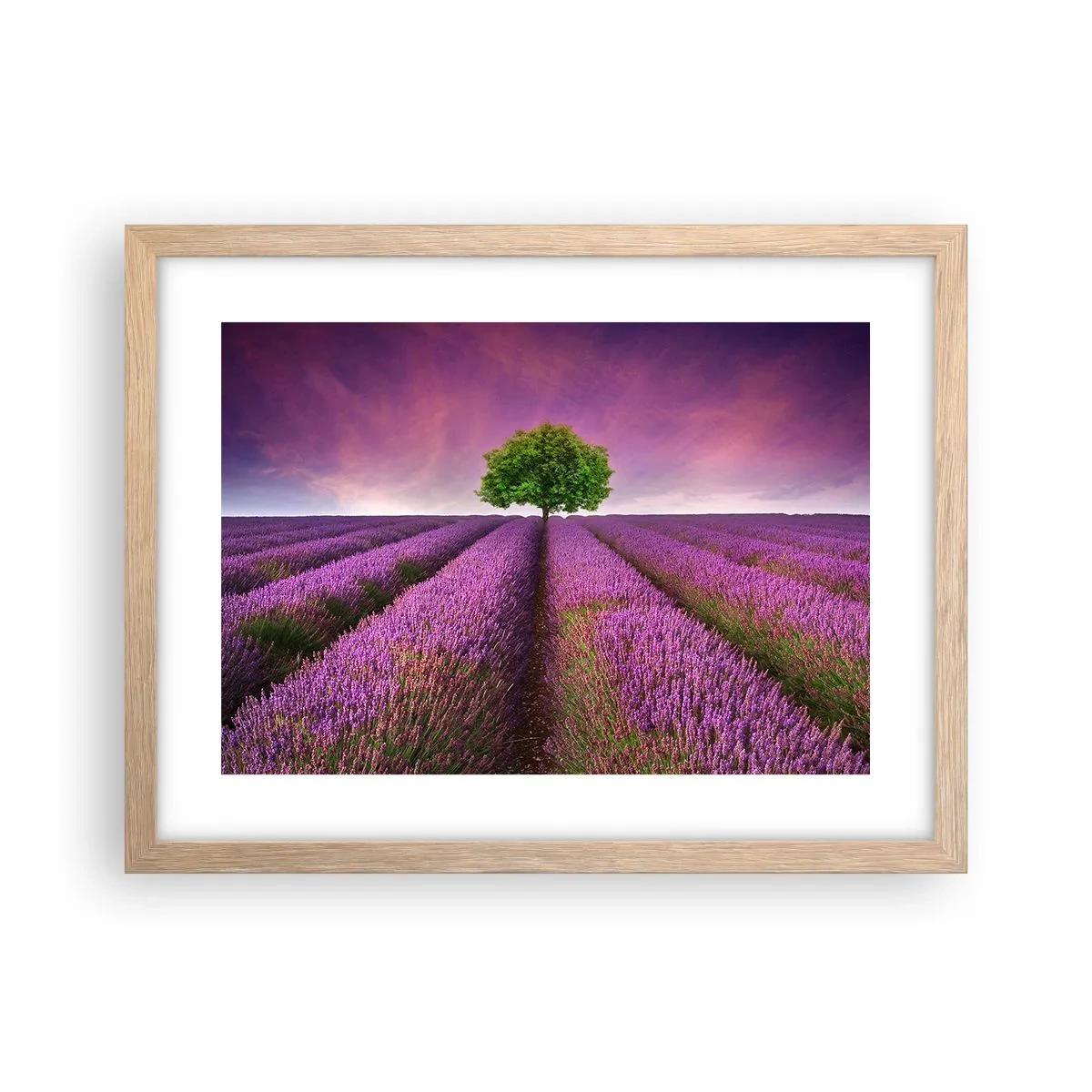 Een poster in een licht eiken lijst - Op lavendelvelden - 40x30 cm