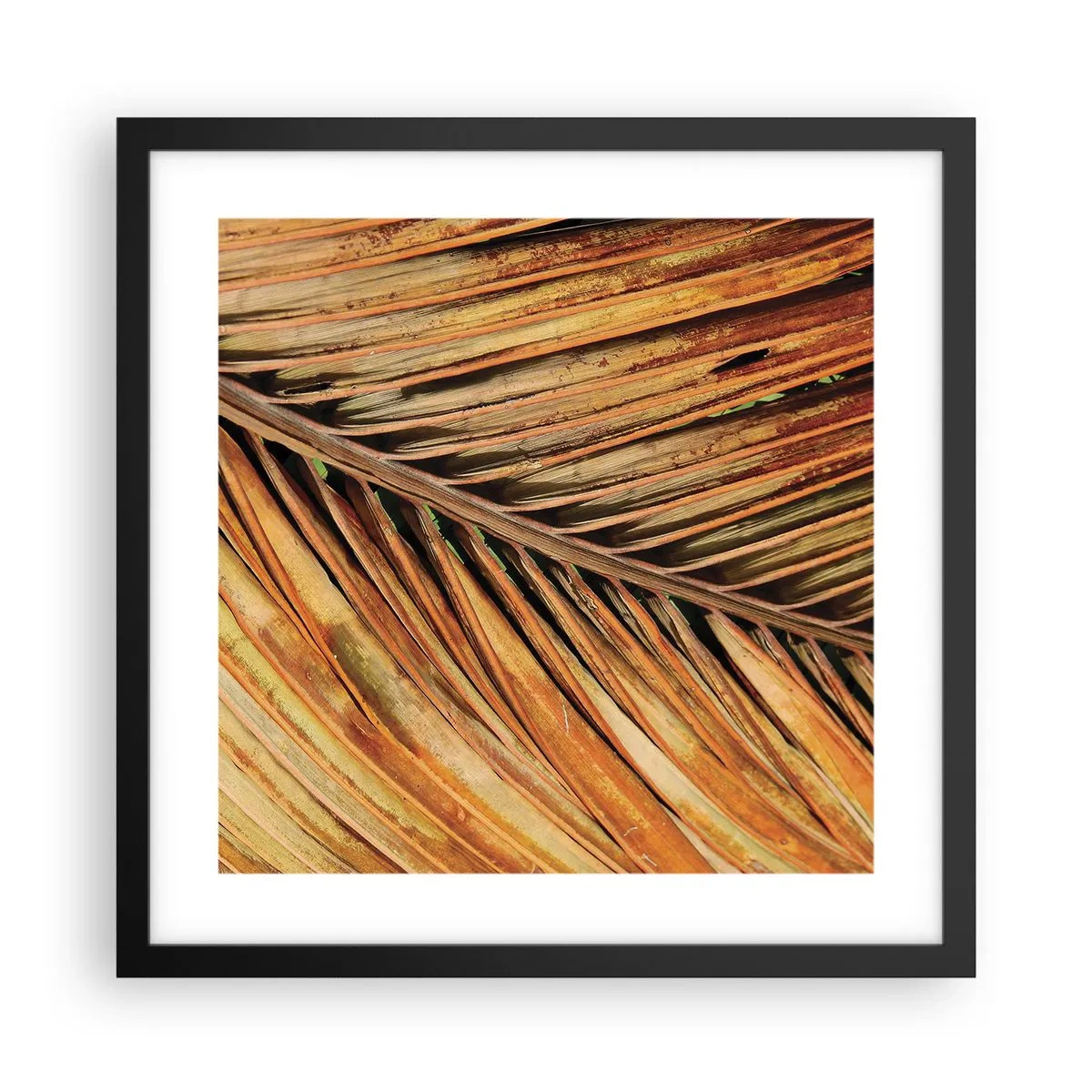 Poster in een zwarte lijst - Kokos goud - 40x40 cm