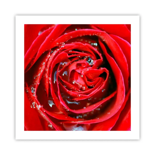 Poster - In de dauwdruppels - 50x50 cm