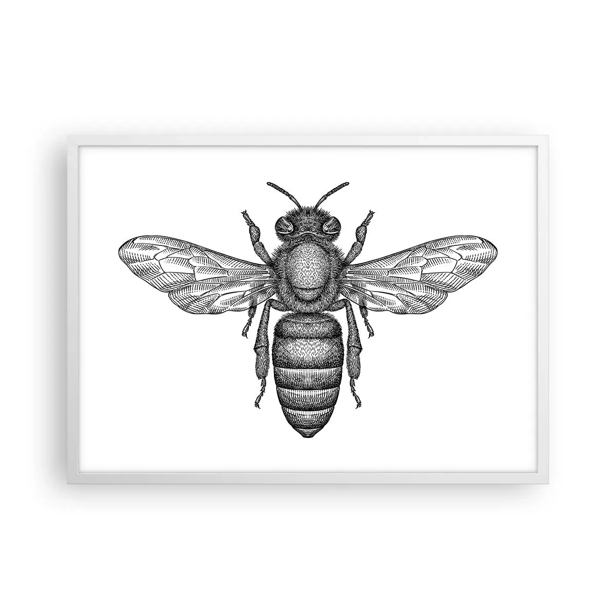 Poster in een witte lijst - Insectenportret - 70x50 cm