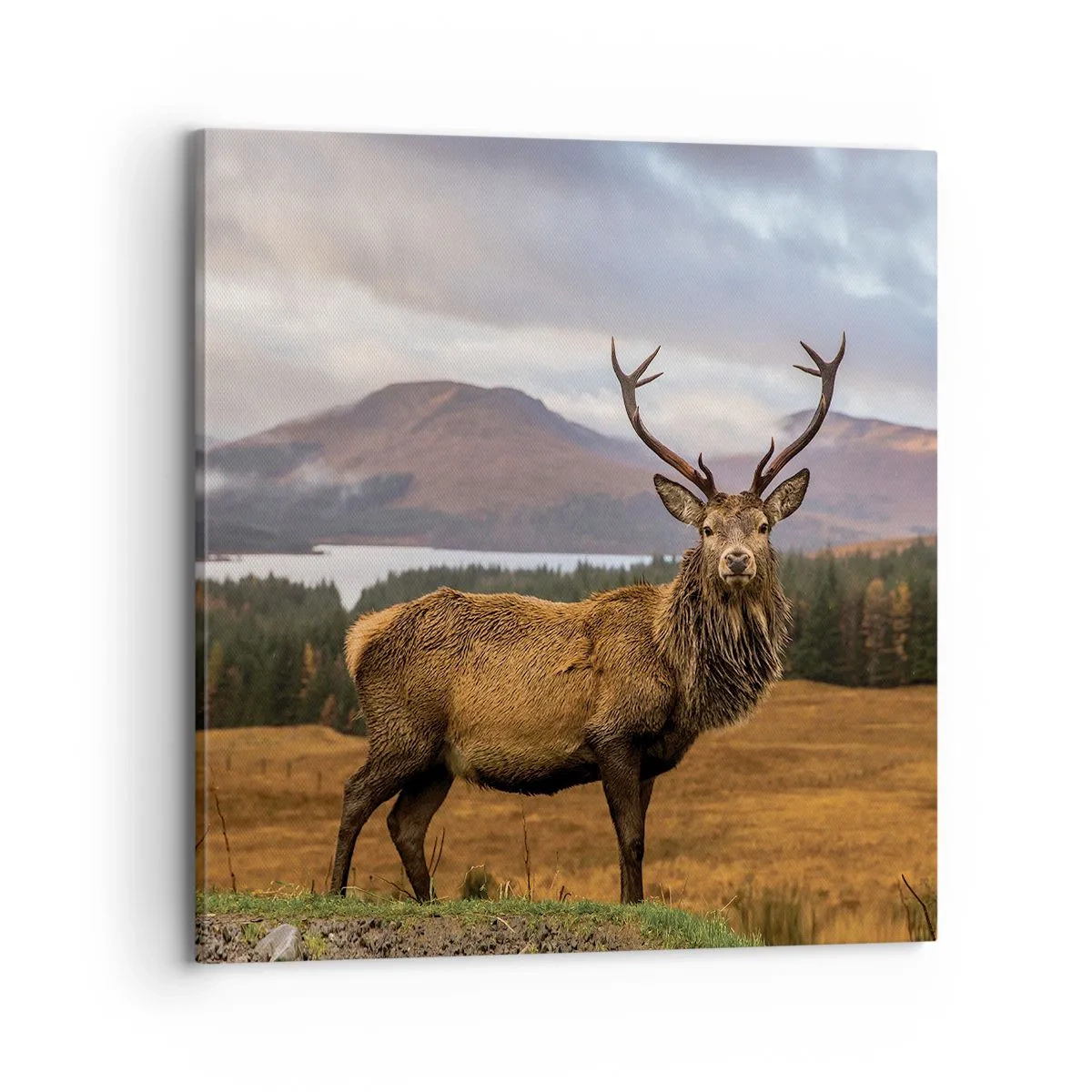 Schilderen op canvas - De majesteit van de natuur - 70x70 cm