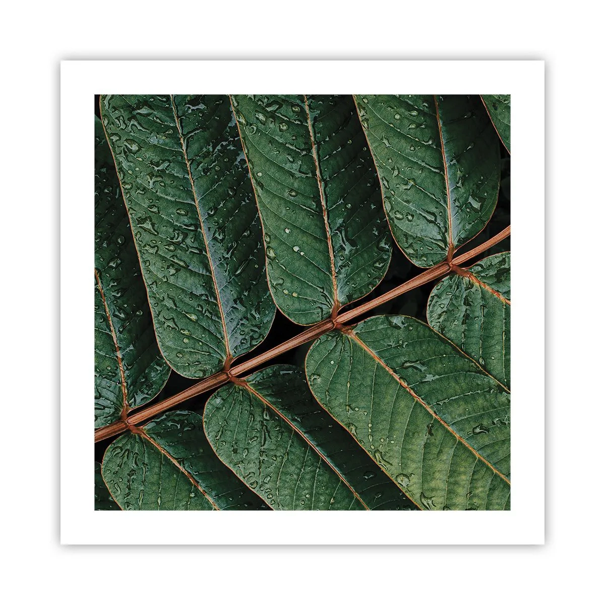 Poster - In een groen ritme - 50x50 cm