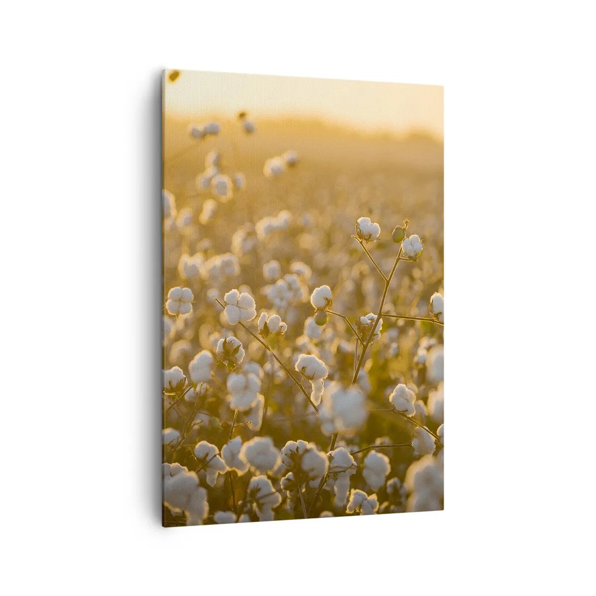 Schilderen op canvas - Pluizig veld - 70x100 cm